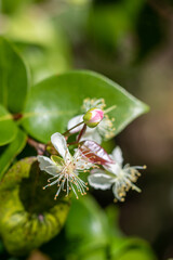 Guava flower closeup