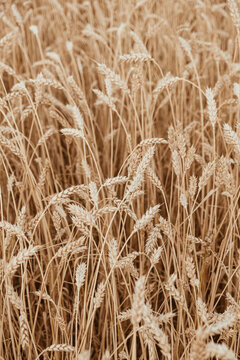 Texture of golden wheat field.