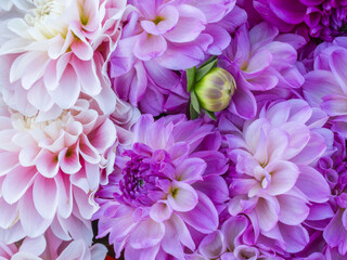 USA, Oregon, Canby, Clackamas County. Flower pattern with large group of lavender flowers.