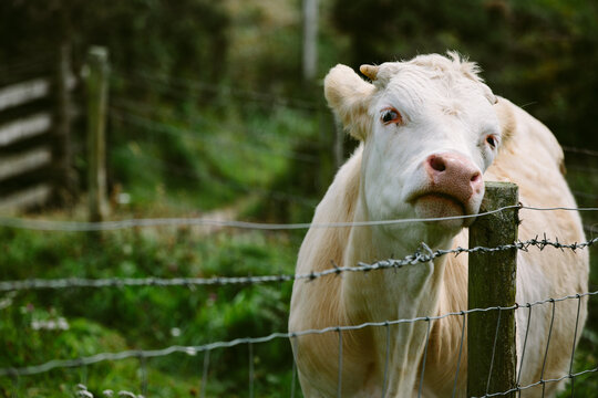 Cow with an itch