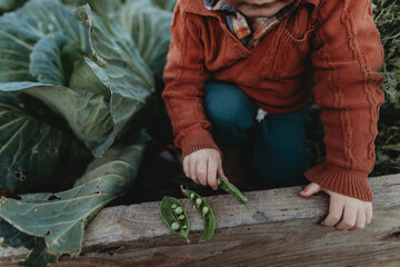 little boy in a vegetable patch