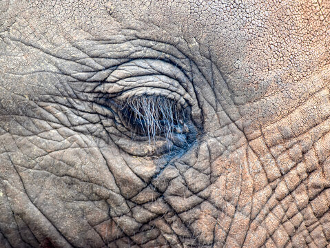 Elephant eye with long lashes of a baby African elephant.  Closeup.  Nairobi National Park, Kenya.