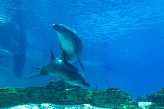 Happy Looking Dolphins