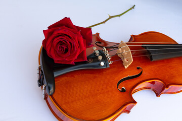Fototapeta premium violin with a rose on a white background