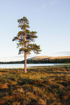 A Single Pine Tree in Sweden