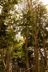 trees in the woods