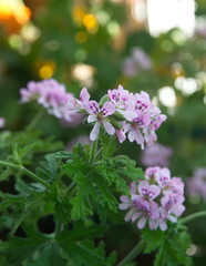 Pelargonium graveolens 'Lady Plymouth', Scented Geranium, Old Fashioned Rose Geranium flowers