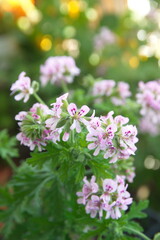 Fototapeta premium Pelargonium graveolens 'Lady Plymouth', Scented Geranium, Old Fashioned Rose Geranium flowers