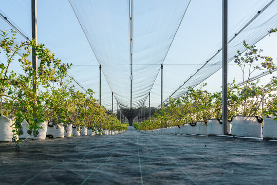 Rows of green potted plants in greenhouse