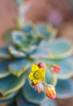 echeveria