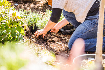 Fototapeta na wymiar Midsection of a middle aged woman planting flowers in garden.