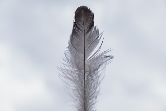feather