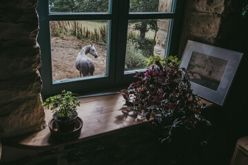 horse through the window
