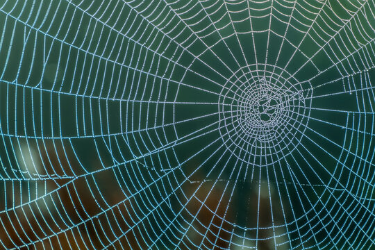 spiderweb in the garden