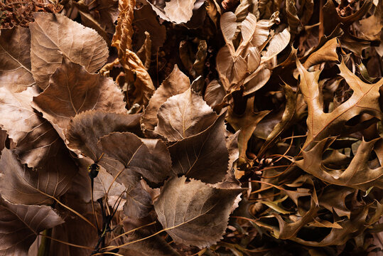 Autumn Harvest Wild Plant Background