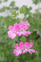 Scented-leaved pelargonium capitatum 