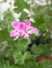 Scented-leaved pelargonium capitatum "Pink capricorn" with pink flowers, rose-scented perfume pelargonium