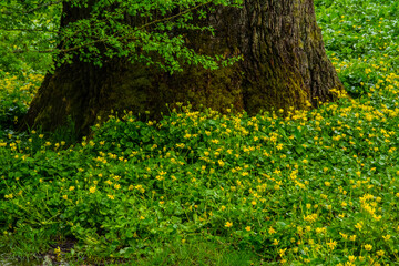 Obraz premium Yellow flowers and tree trunk.