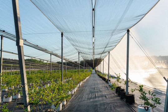 Film greenhouse with plants on farm