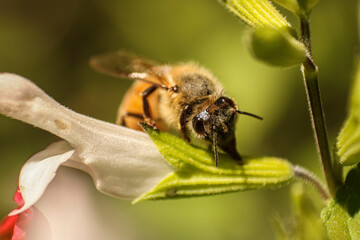 bee on a flower