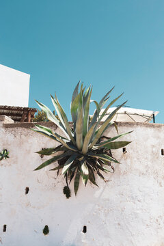 agave plant on wall