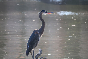 great blue heron in the water