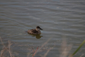 Domestic Crossbreed