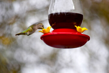 Obraz premium Lady Hummingbird 04