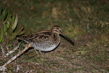 Common Snipe