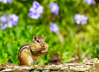 Naklejka na ściany i meble A cute eastern chipmunk with stuffed cheek pouches adds more food with phlox flowers in the background