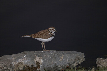 Killdeer