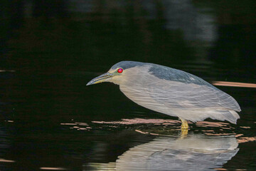Black-Crowned Night Heron