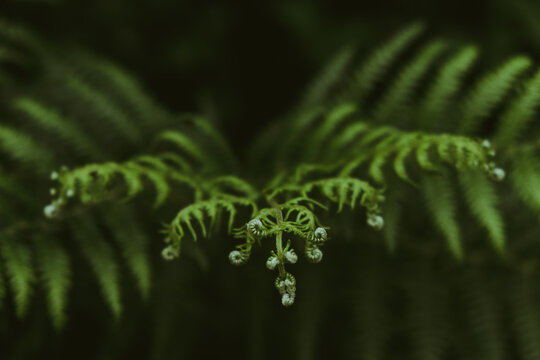 bracken leaf still growing