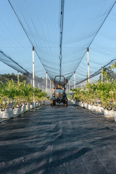 Farmer on tractor irrigating potted shrubs