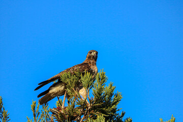 bird of prey