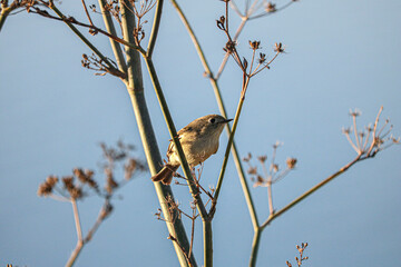 Hutons Vireo