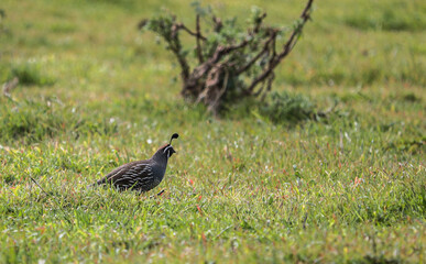 Quail in a field