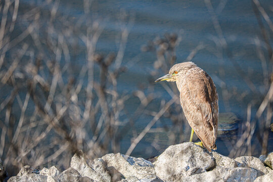 Juvenile Black Crown Night Heron