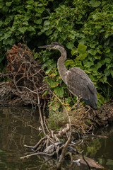 Great Blue Heron