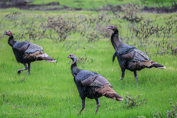 Turkey's