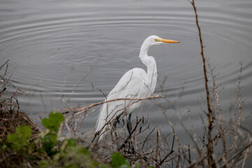 Egret