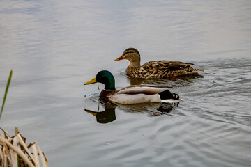 Mallards