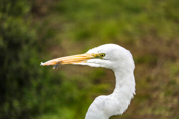 Egret Portrait