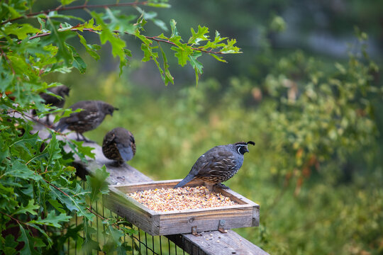 Quail bird