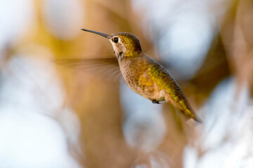 Lady Red Hummingbird 05
