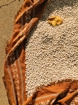 White beans drying on the ground.