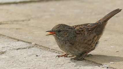 Dunnock searching for food on ground