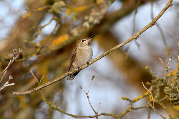Lady Hummingbird Flash 02