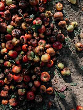 Rotten apples