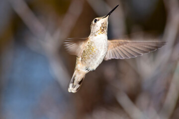 Hummingbird Flutter 02